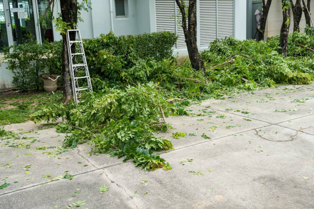 Dead Tree Removal in New Hope, MN